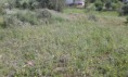 /album/terreno-rusttico-5800-m-em-quelfes/a18624651-1435660229827425-410965938-n-jpg/
