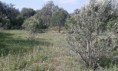 /album/terreno-rusttico-5800-m-em-quelfes/a18644471-1435660156494099-1114995509-n-jpg/