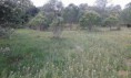 /album/terreno-rusttico-5800-m-em-quelfes/a18678991-1435660113160770-2128467884-n-jpg/