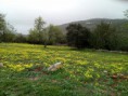 /album/terreno-nos-arredores-de-sao-bras-de-alportel-juncais-com-3100m-por-11-000-00EUR-ref-0000050/a28906682-10210979243861791-2075284056-n-jpg/