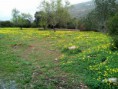 /album/terreno-nos-arredores-de-sao-bras-de-alportel-juncais-com-3100m-por-11-000-00EUR-ref-0000050/a28741542-10210979245261826-288436881-n-jpg/
